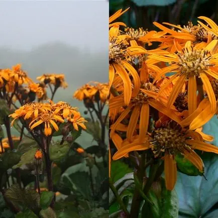 Ligularia flori dentata fotografie, de plantare și îngrijire, soiurile