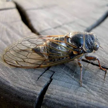 Cicada - cântând insecte