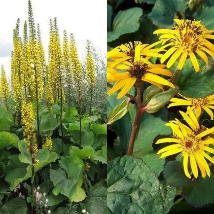 Ligularia dentata virágok fotó, ültetés és gondozás, fajták