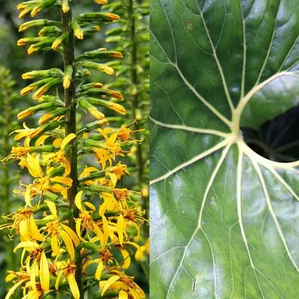 Ligularia flori dentata fotografie, de plantare și îngrijire, soiurile