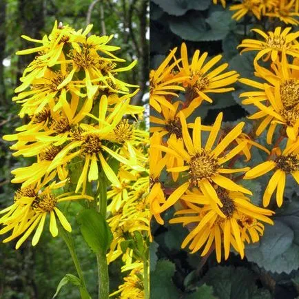 Ligularia flori dentata fotografie, de plantare și îngrijire, soiurile