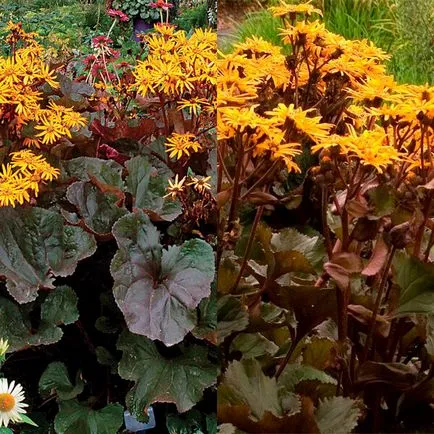 Ligularia flori dentata fotografie, de plantare și îngrijire, soiurile