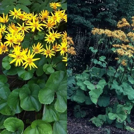 Ligularia dentata virágok fotó, ültetés és gondozás, fajták