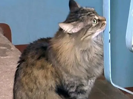 O pisica a salvat viața unui copil abandonat