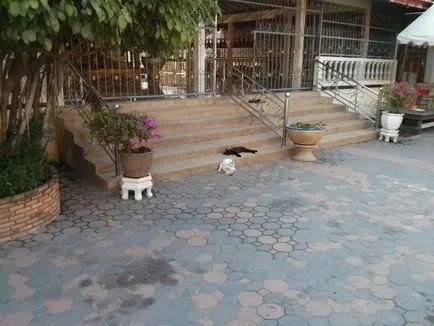 Котки и кучета в Тайланд, както и други 