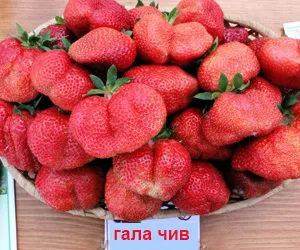 Купете разсад (ягода) ягоди разсад