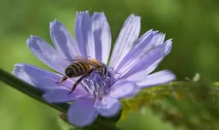 Sophia cremă cu venin de albine pentru organism