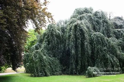 Stațiunea Baden-Baden (Germania) cum se ajunge acolo, ce să vezi, articolul fotografie