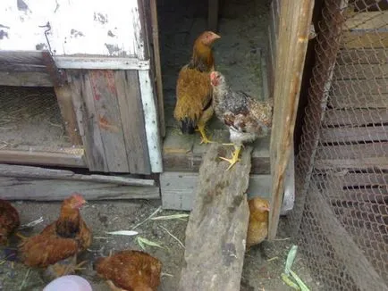 Пилета във фермата