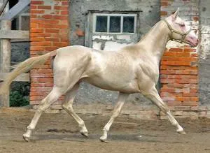 Isabella ló ruha történet eredete, csődör költség, genetikai jellemzők és