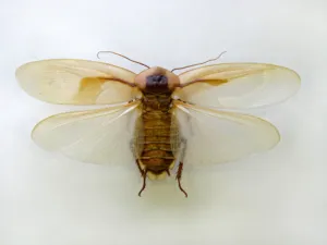 Да летят хлебарки, хлебарка с крила описание, снимки, видео