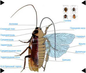 Да летят хлебарки, хлебарка с крила описание, снимки, видео