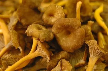 Chanterelles în diferite ingrediente în multivarka