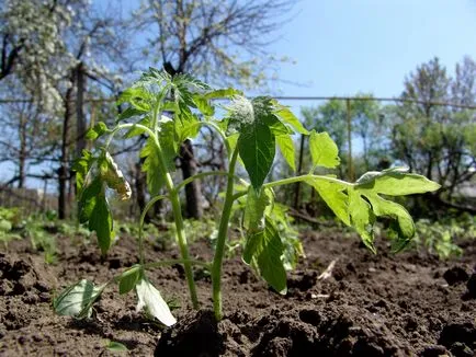 Experiența personală de tomate în creștere