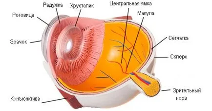 Макулата е окото - структурата и функцията, диагностиката и болестта - сайт - Москва офталмология