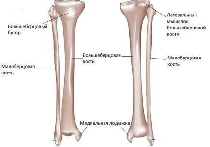 Фибула структура, той счупва и тяхното лечение