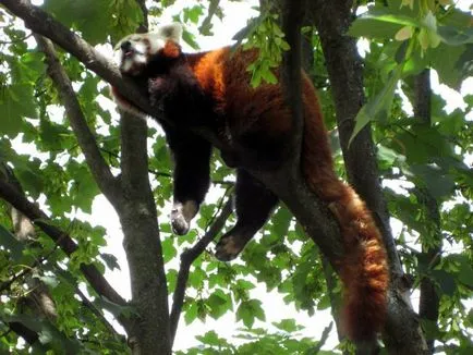 Lesser panda roșu