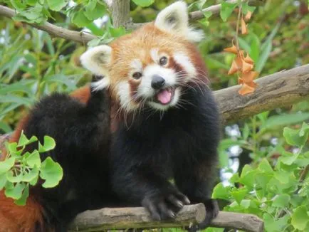 Lesser panda roșu