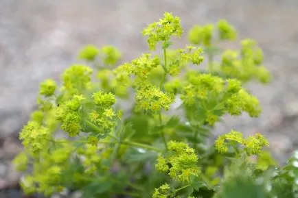 Alchemilla Mollis засаждане и грижи, градина фото композиции