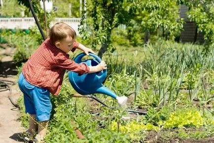 Alchemilla mollis ültetés, gondozás és tenyésztés, fotó a kertben