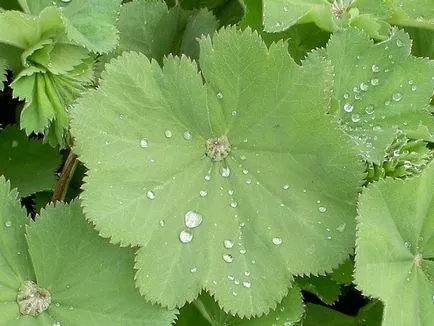 Alchemilla Mollis засаждане и грижи, градина фото композиции