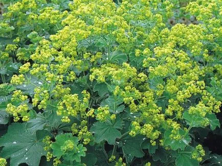 Alchemilla Mollis засаждане и грижи в открито поле, снимката