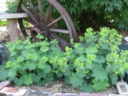 Alchemilla Mollis засаждане и грижи в открито поле, снимката