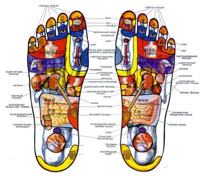 Masszázs a reflex zónák a láb