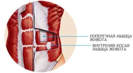 коремните мускули