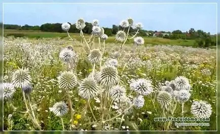 Echinops (снимка) използването и отглеждането, на мястото на градина, вила и стайни растения