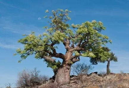 Moringa - да започне да живее в полза на организма