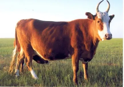 rase de carne rase de carne bovine de bovine Brahman