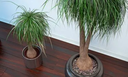 Dekoratív pálmafa ellátás