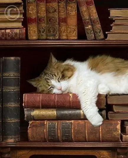 Nap könyvtárosok és könyv szerelmeseinek macskák - farkú kerékpárok
