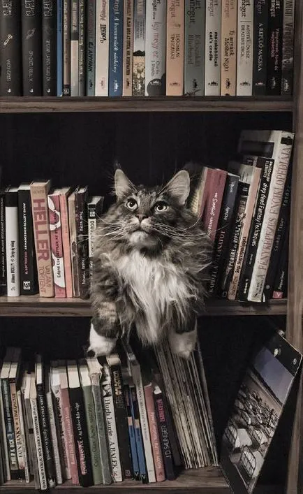 Ден библиотекари и книги любители котки - опашати велосипеди