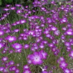 Éjszakai Violet flower kép ültetése és gondozása palánták nőnek a magokból a második cím