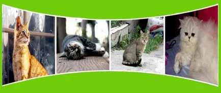 Noua casa Cat ca o pisica in transporturi - casa noua - Articole - fauna companiei