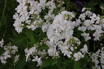 Éjszakai Violet flower kép ültetése és gondozása palánták nőnek a magokból a második cím