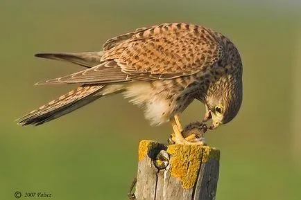 Керкенез (Falco tinnunculus)