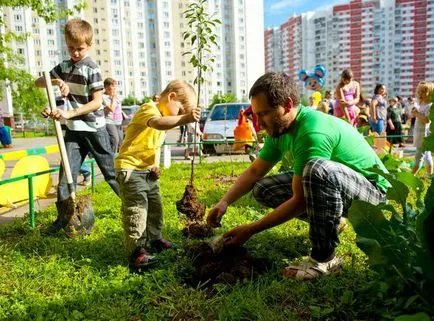 Общи правила за засаждане на дървета в града
