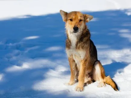 Am nevoie pentru a oferi asistență pentru animalele fara stapan, frăție