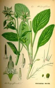 Borage sau borage - o plantă medicinală