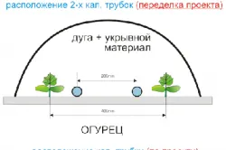 Зеленчукова градина расте краставици и грижи