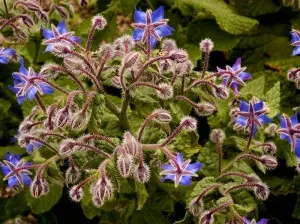 Borage (borage, borage, borage)