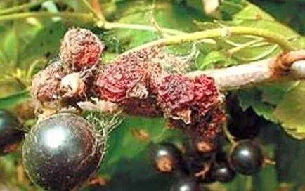 Ognovka че вредителите постоянно на френско грозде описание цариградско грозде молец, мерки за контрол,