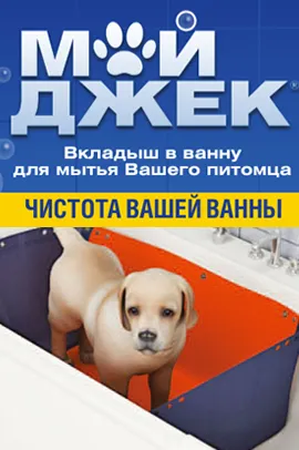 Описание на най-големия породи котки с снимки в ръцете на собствениците на котки снимка