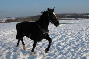 Mai ales costum de culoare cai ovine și patrimoniul istoric al calului negru