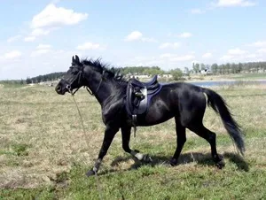 Особено коне цвят овце костюм и историческо наследство на черния кон