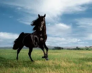 Mai ales costum de culoare cai ovine și patrimoniul istoric al calului negru