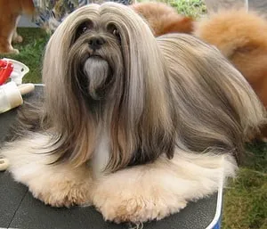 описание порода куче Лхаса собственици Apso с отзиви и снимки